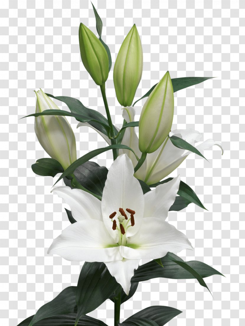 Arletta Cut Flowers Oriental Hybrids Floral Design - Lily - Flower Transparent PNG