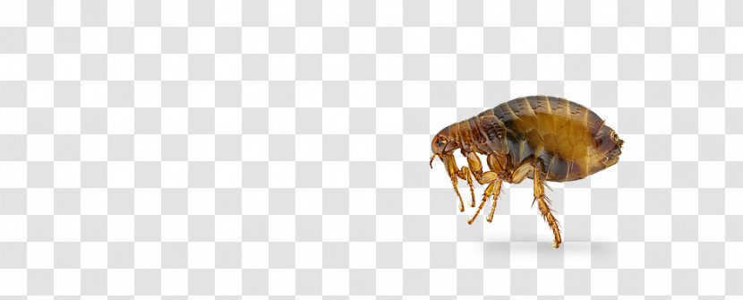 Flea Insect - Invertebrate - Bed Bug Transparent PNG