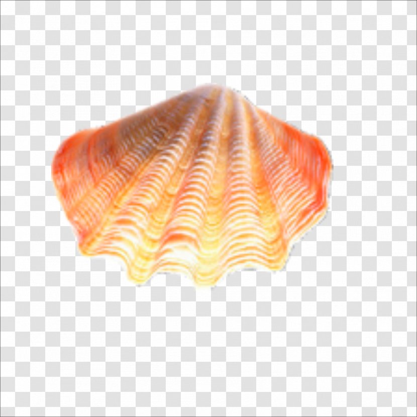 Seashell - Material - Seashells Transparent PNG