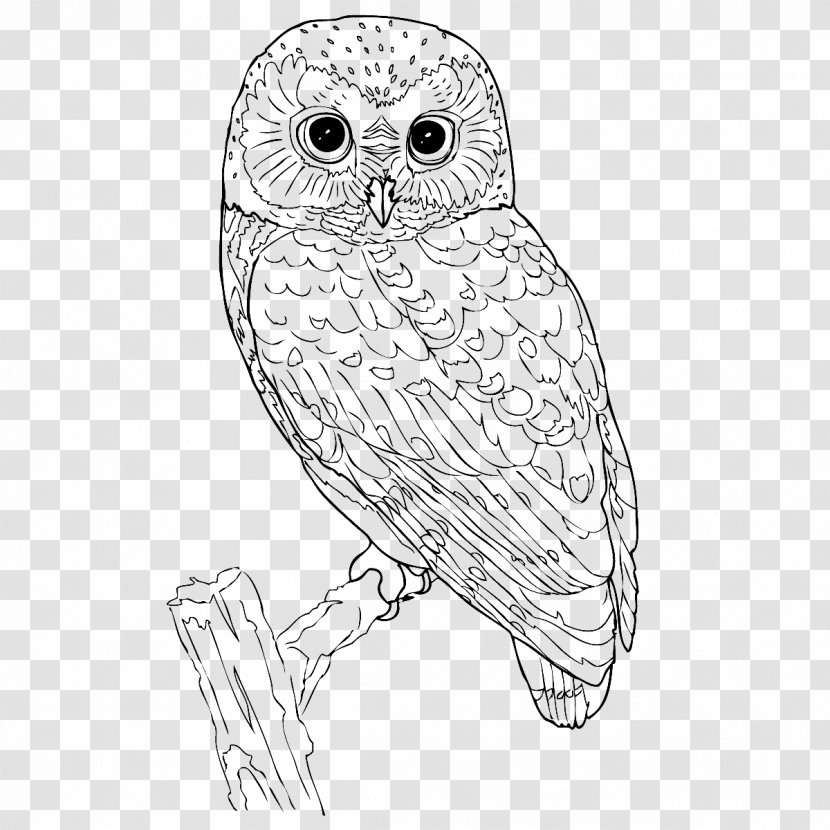 Little Owl Black And White Transparent PNG