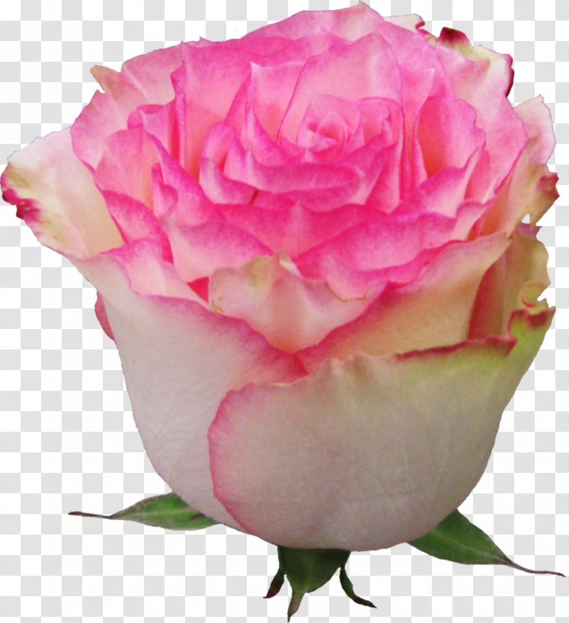 Garden Roses Flower Esperance Euroflora Pink - Cut Flowers - Rose Transparent PNG