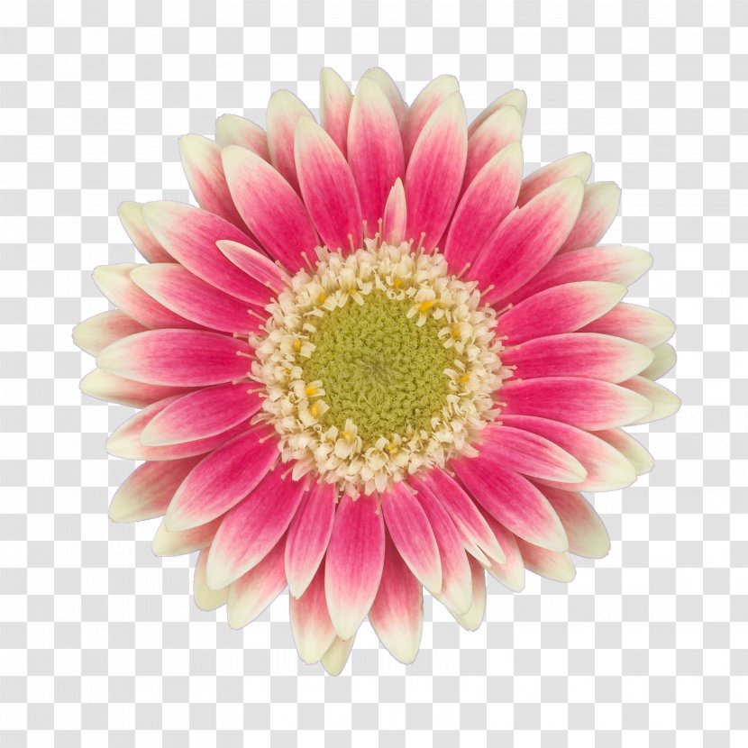 Common Daisy Transvaal Mariano's Cut Flowers Chrysanthemum - Flower Bouquet - Rich Pink Buckle Free Photos Transparent PNG