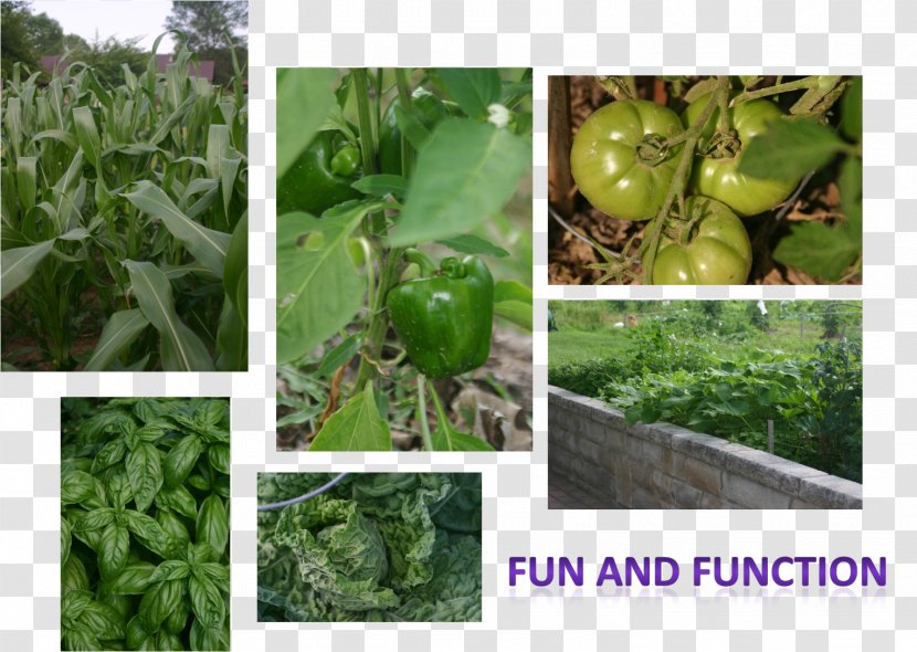 Herb Leaf Vegetable - Plant - Late Creative Garden Transparent PNG