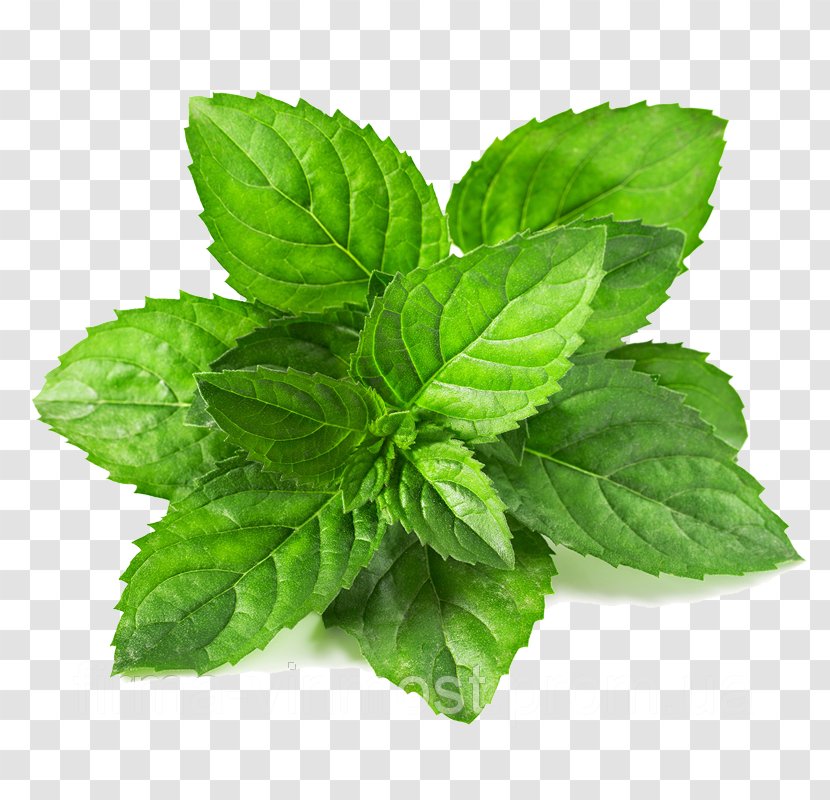 Menthol Leaf Green Mentha Spicata Mint - Extract Transparent PNG