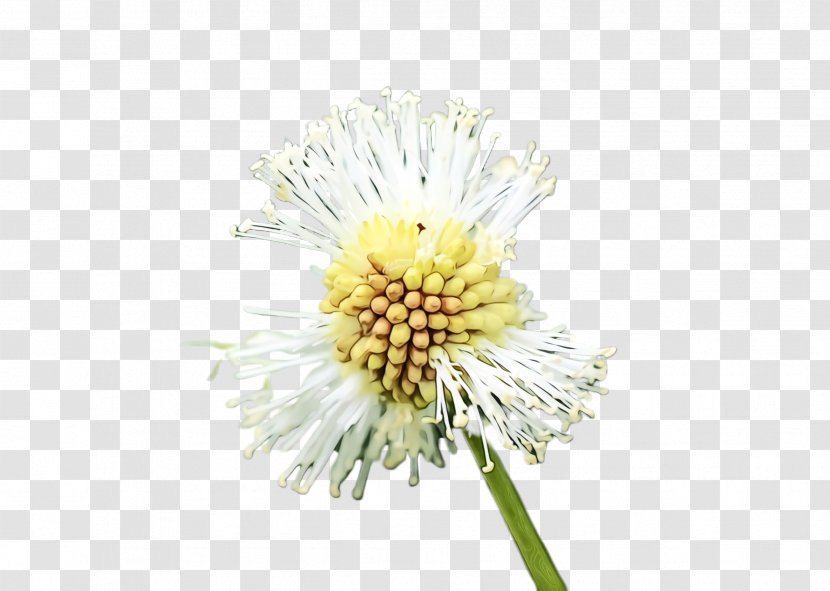 Flower Flowering Plant Dandelion Yellow - Wildflower - Pollen Transparent PNG
