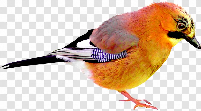 Bird Beak Animal - Feather - Birds Transparent PNG