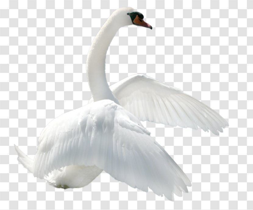Bird Mute Swan Cisnes Y Gansos Clip Art - Bs Transparent PNG