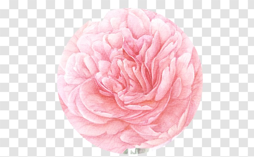 Garden Roses Cabbage Rose Peony Cut Flowers Petal - Pink Transparent PNG