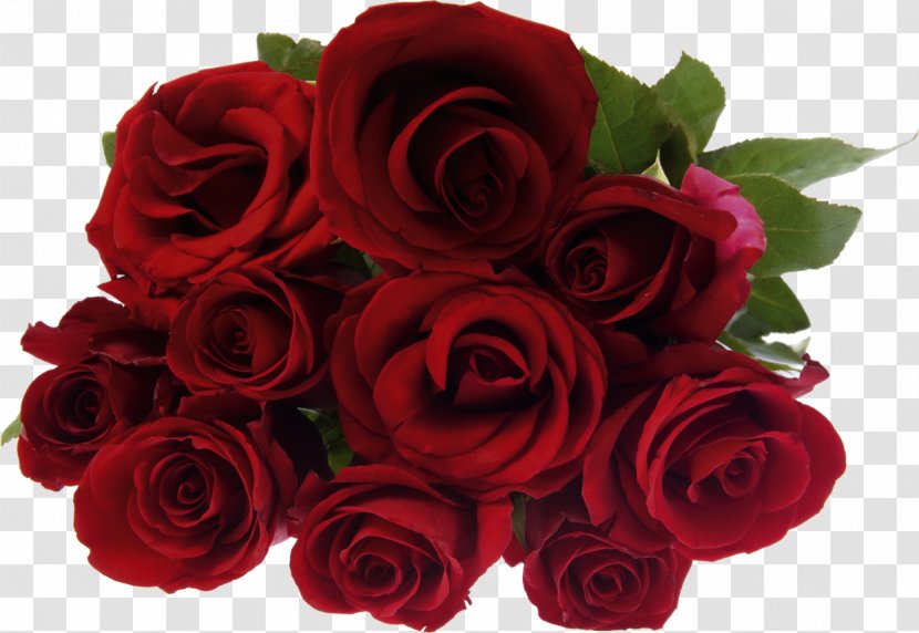Stock Photography Rose Flower Bouquet - Family - Red Roses Transparent PNG