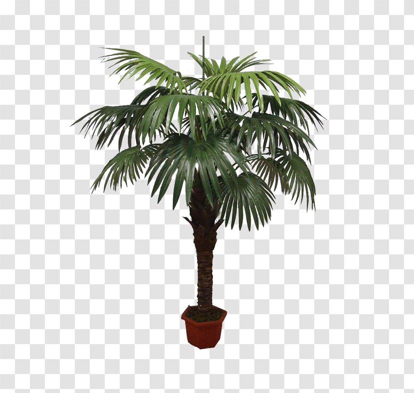 Asian Palmyra Palm Babassu Flowerpot Oil Palms Coconut - Borassus Flabellifer Transparent PNG