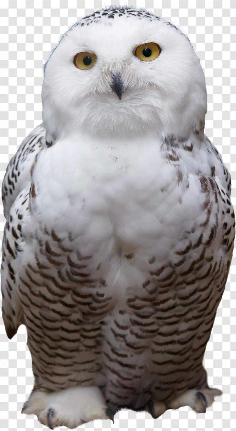 Snowy Owl Bird Horse Animal - Wise Old - Big Eyes Transparent PNG