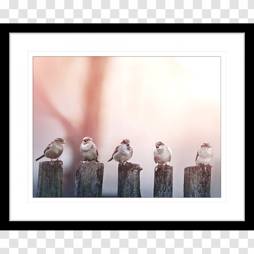 Bird Company Definition Buzzword Jargon - Stock Photography Transparent PNG
