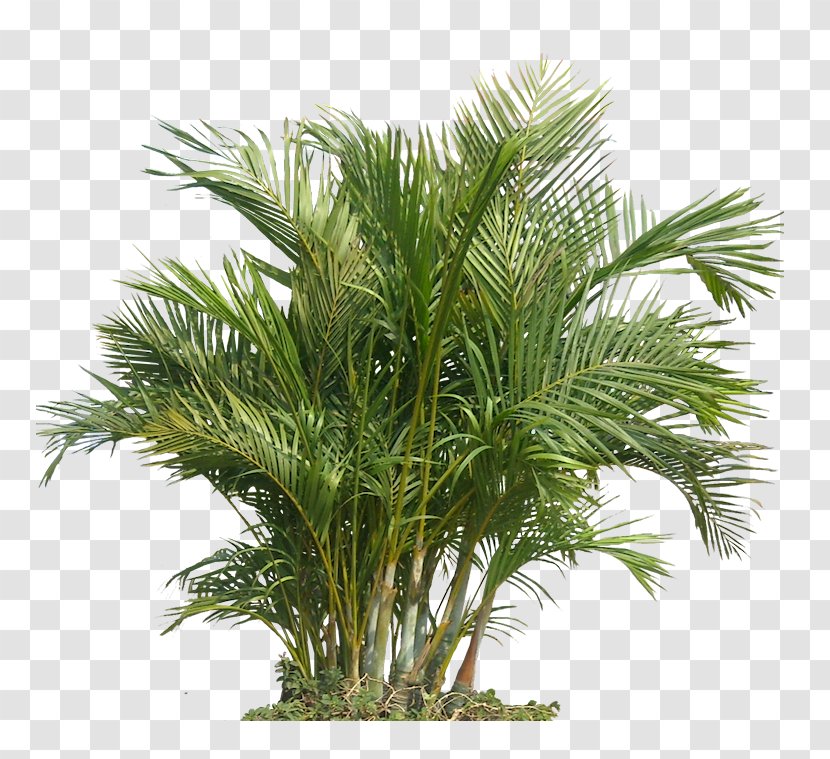 Palm Trees Houseplant Plants Tropics - Grass Transparent PNG