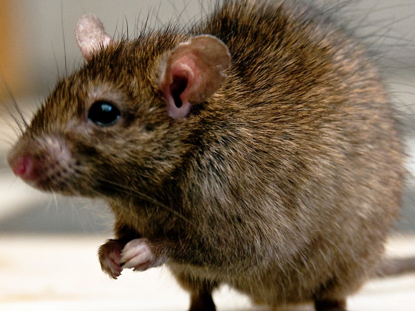 United Kingdom Brown Rat Rodent Mouse Trap - Snout - & Transparent PNG