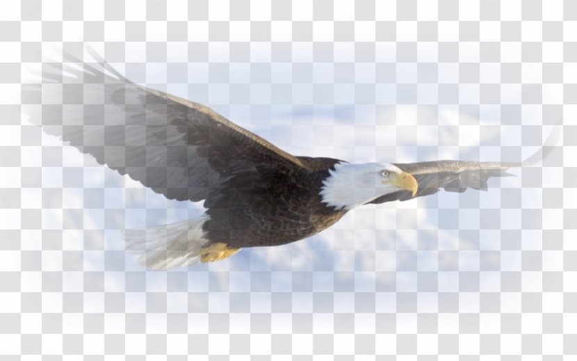 Bald Eagle Desktop Wallpaper Bird Golden - Wildlife - Ascension Day Jesus Christ Transparent PNG