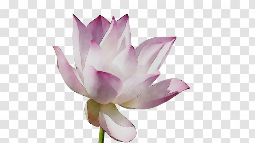 Sacred Lotus Plant Stem Cut Flowers Purple - Lotusm - Ginger Family Transparent PNG