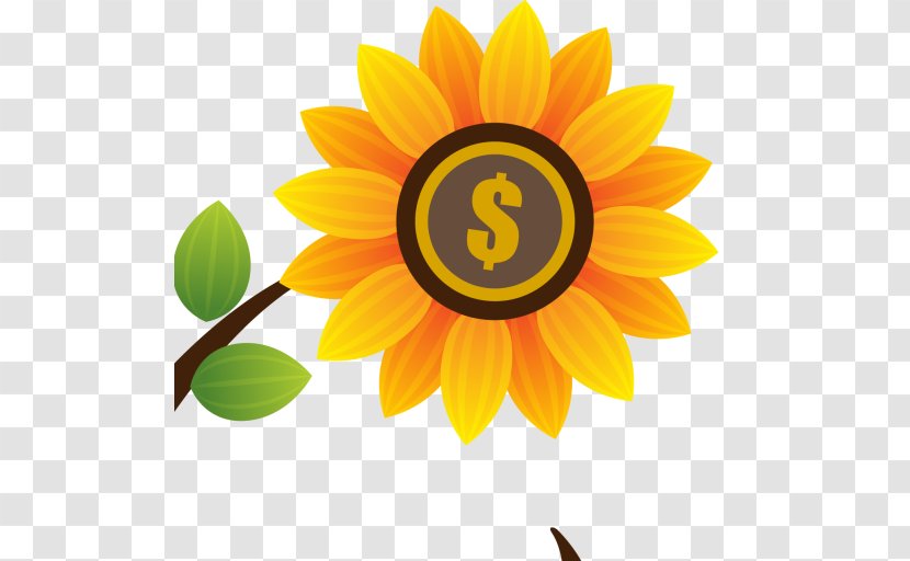 Common Sunflower Seed Daisy Family Petal - Sunflowers Transparent PNG