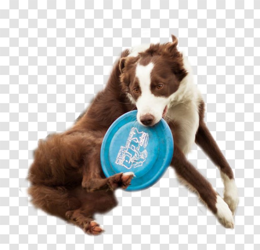 Dog Breed Puppy Disc Flying Discs - Snout - Dogs Transparent PNG
