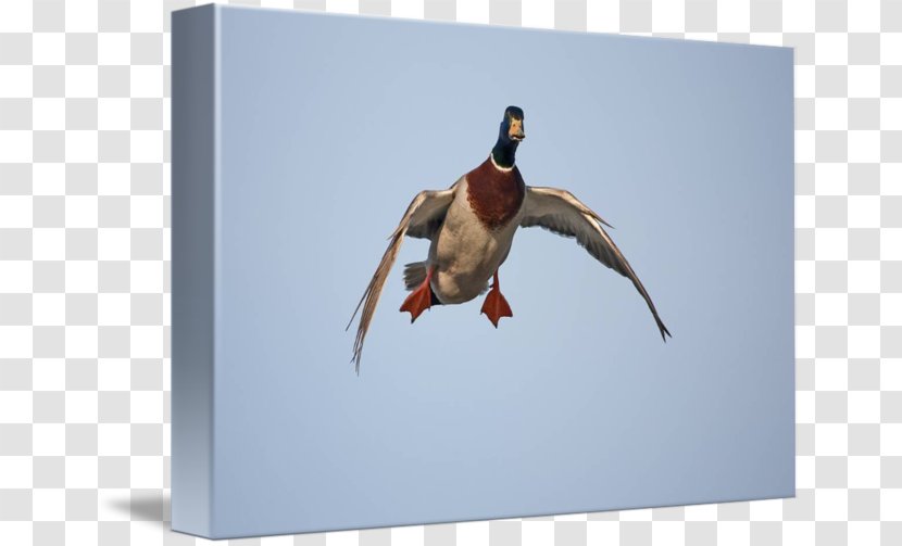 Mallard Goose Duck Art - Northern Pintail Transparent PNG
