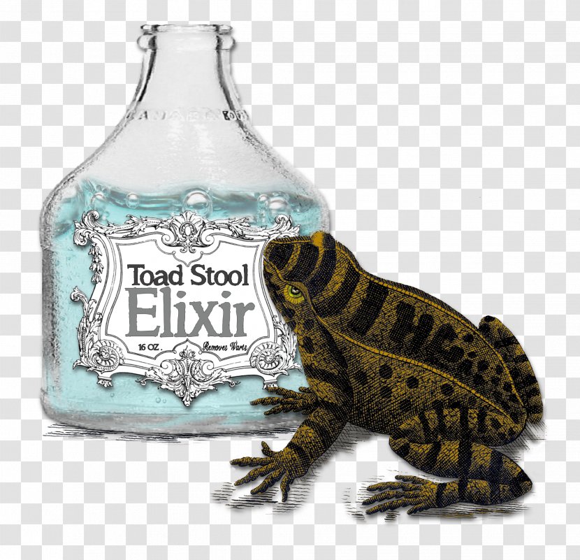 Frog Glass Bottle Reptile Transparent PNG