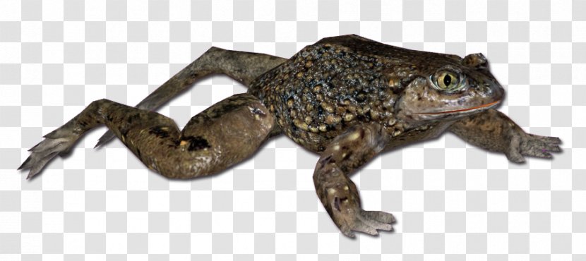 American Bullfrog True Frog Toad Tree - Reptile Transparent PNG