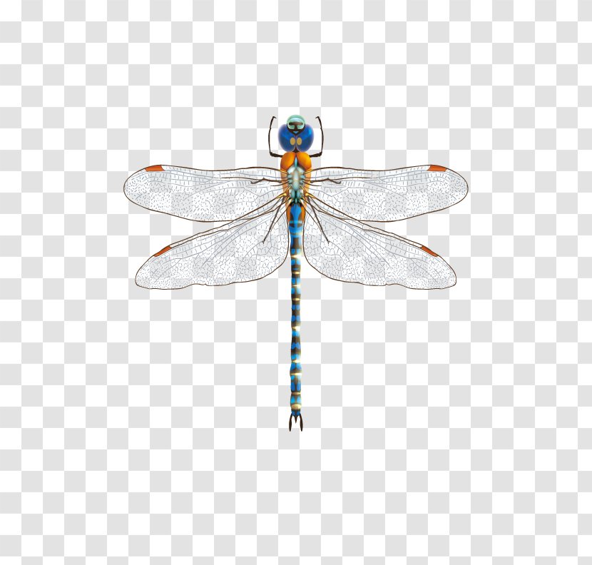 Dragonfly Insect - Pest - Blue Transparent PNG