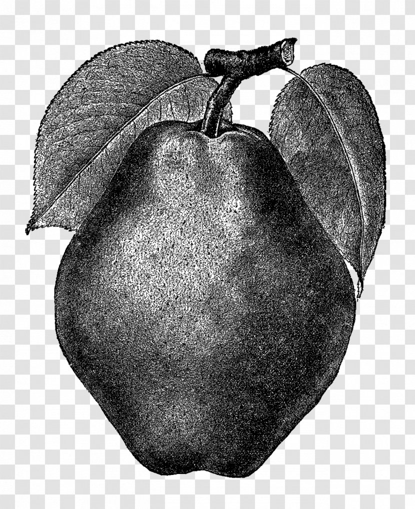 Pear Drawing Clip Art Transparent PNG