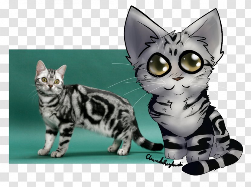 American Shorthair British Bengal Cat Exotic Kitten - Carnivoran Transparent PNG