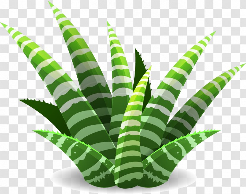 Succulent Plant Cactaceae Illustration - Drawing - Vector Painted Aloe Transparent PNG