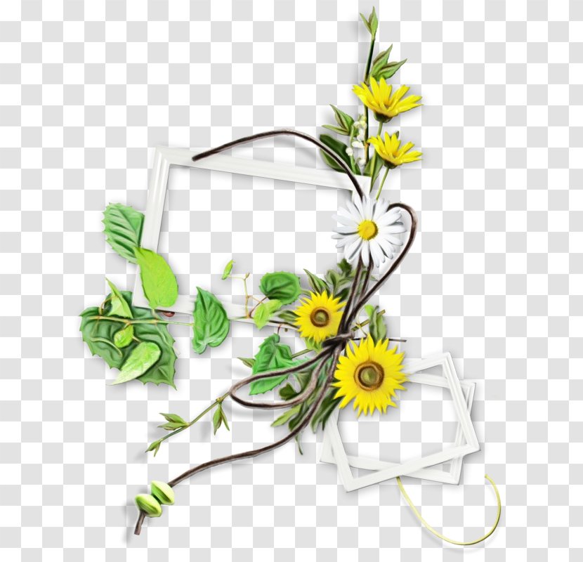 Flowers Background - Camomile - Wildflower Chamaemelum Nobile Transparent PNG