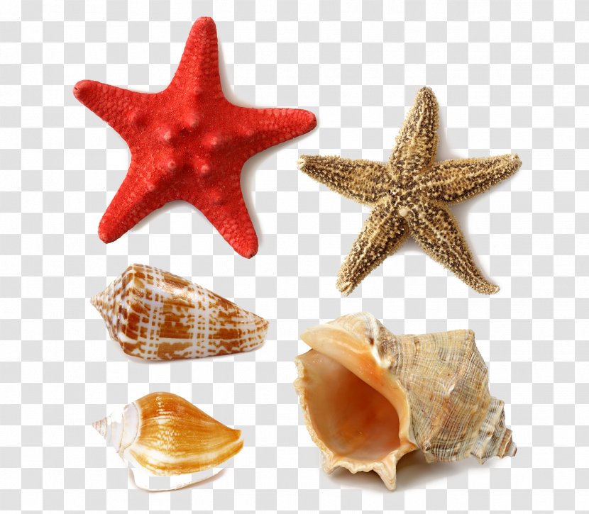 Seashell Stock Photography Royalty-free - Starfish - Marine Conch Decoration Transparent PNG
