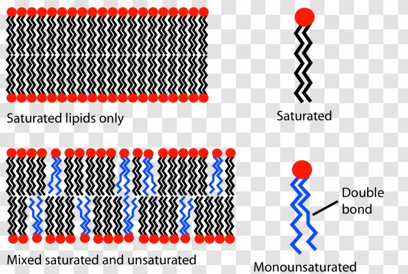 Lipid Bilayer Cell Membrane Biological Phospholipid - Fluidity - Layer Effects Transparent PNG