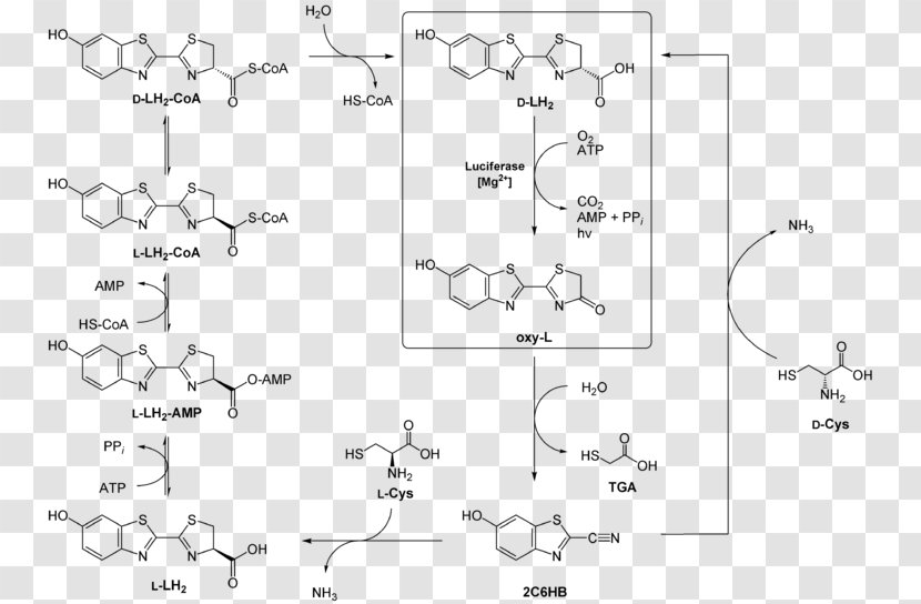 Structural Formula Organic Chemistry Drawing Chemical - Auto Part - Number Transparent PNG