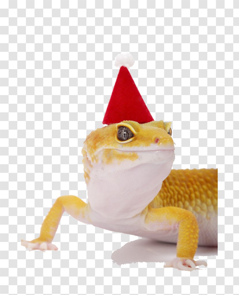 Lizard Hat Stock Photography Common Leopard Gecko Christmas - Reptile - With Hats Transparent PNG