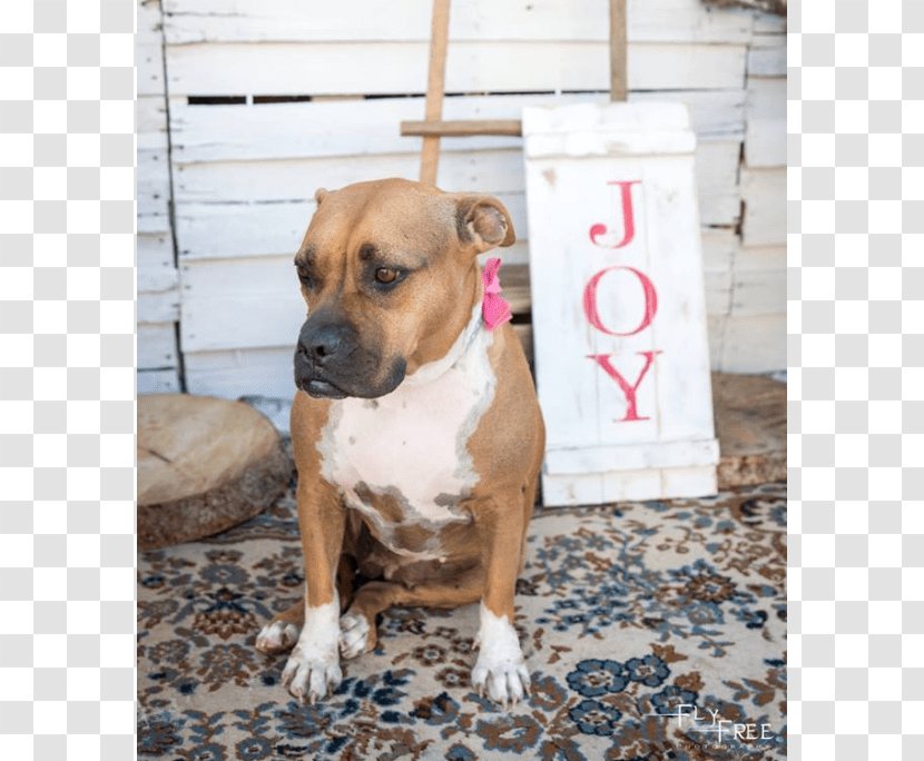 American Staffordshire Terrier Pit Bull Black Mouth Cur Dog Breed - Animal Rescue Group - Boxer Transparent PNG