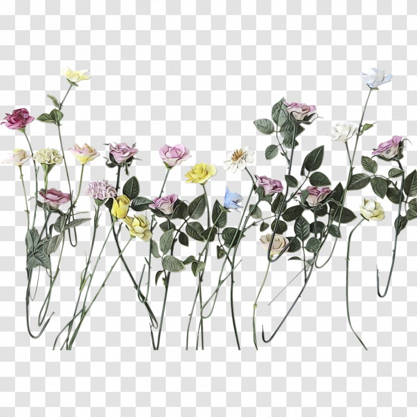 Floral Design Cut Flowers Flower Bouquet Plant Stem - Prickly Rose - Family Transparent PNG