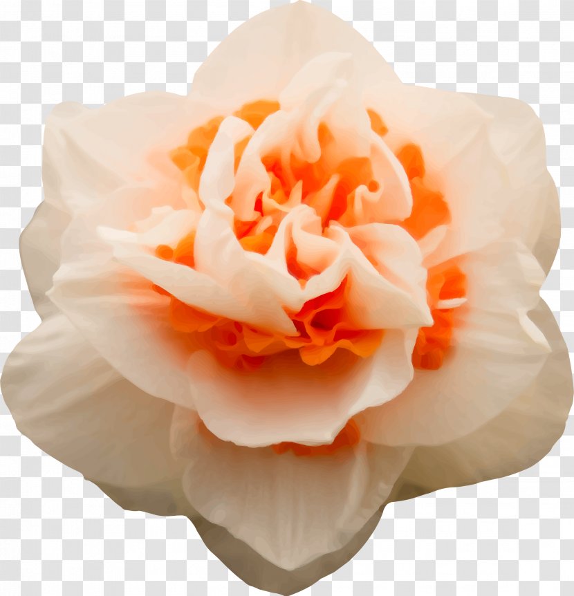 Cut Flowers Floral Design Petal Garden Roses - Peach - Zipper Transparent PNG