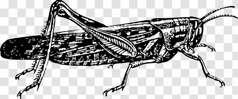 Insect Locust Drawing Grasshopper Clip Art - Insects Transparent PNG