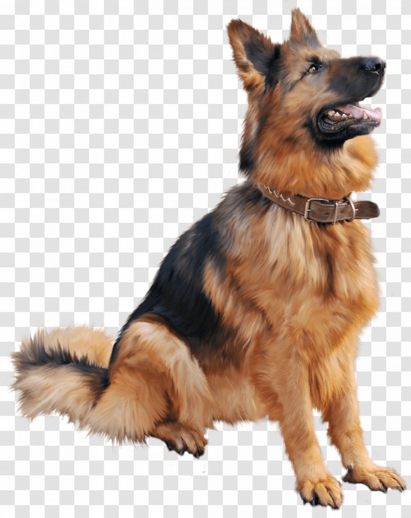 High-definition Video Wallpaper - Old German Shepherd Dog - Image Transparent PNG
