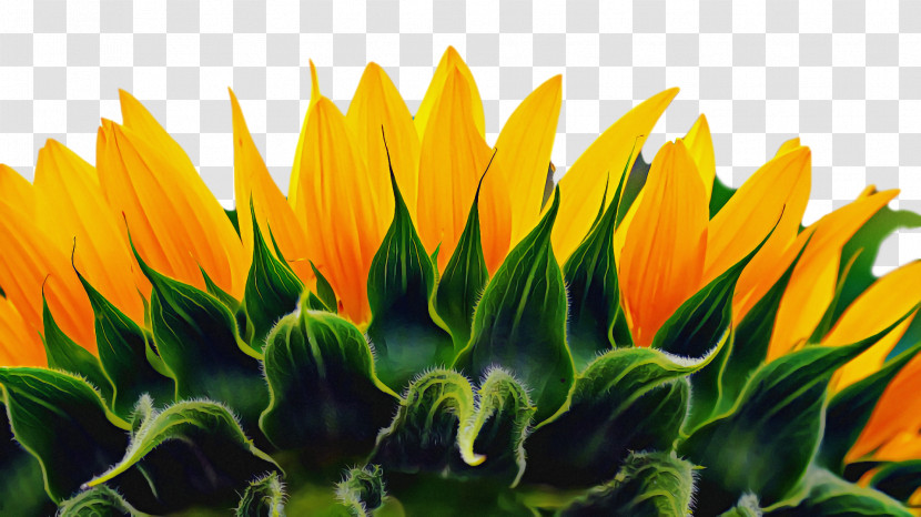 Plant Stem Daisy Family Flower Sunflower Seed Petal Transparent PNG