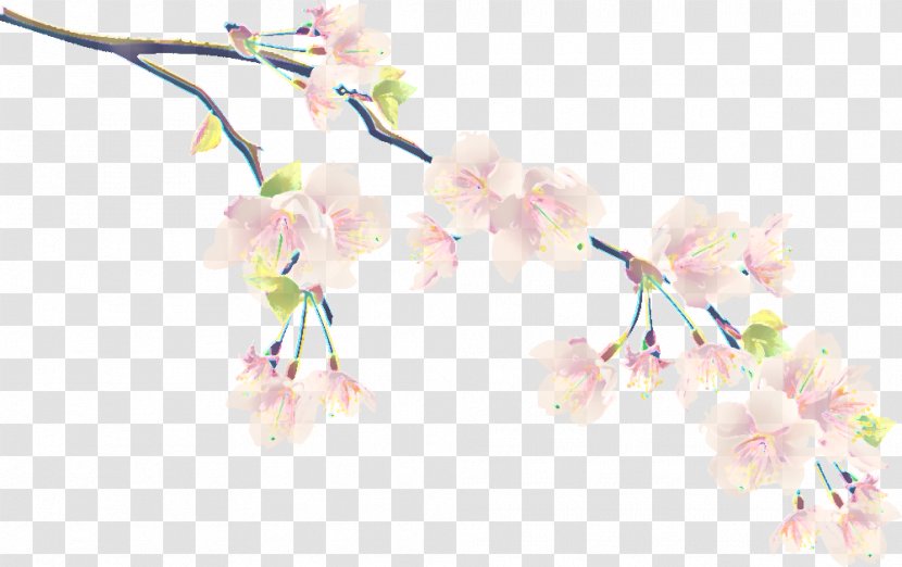 Cherry Blossom - Flower - Plant Stem Petal Transparent PNG