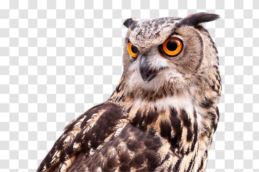 Uilen Van Europa Owl Roofvogels De Tuin: Dagboek Een Familie Bird - Beak Transparent PNG