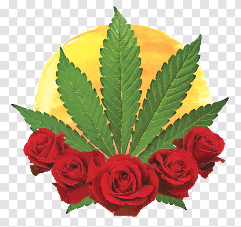 Cannabis Sativa Garden Roses Marijuana Hemp Transparent PNG