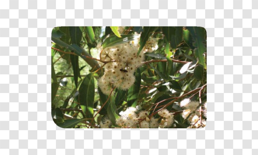 Plant Tree - Eucalyptus Transparent PNG