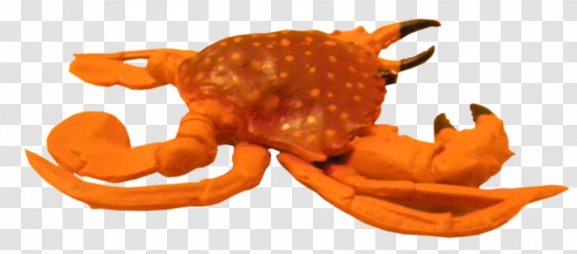 Dungeness Crab - Decapoda - Drawing Transparent PNG