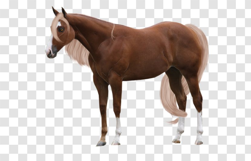 Arabian Horse Stallion Chestnut American Quarter Foal - Flaxen Gene Transparent PNG