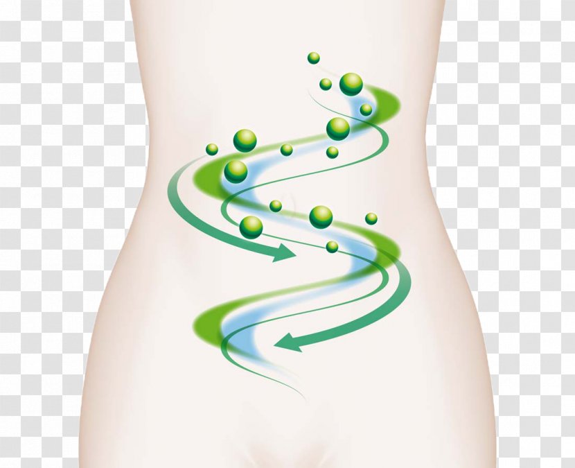 Nutrient Intestine Irritable Bowel Syndrome Health Constipation - Flower - Creative Women Intestinal Weight Loss Ads Transparent PNG
