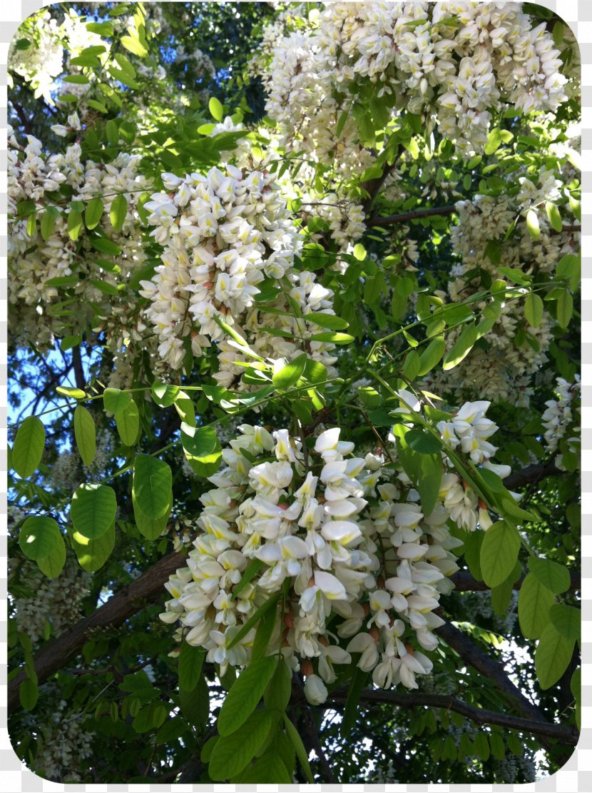 Shrub Branching - Blossom Transparent PNG