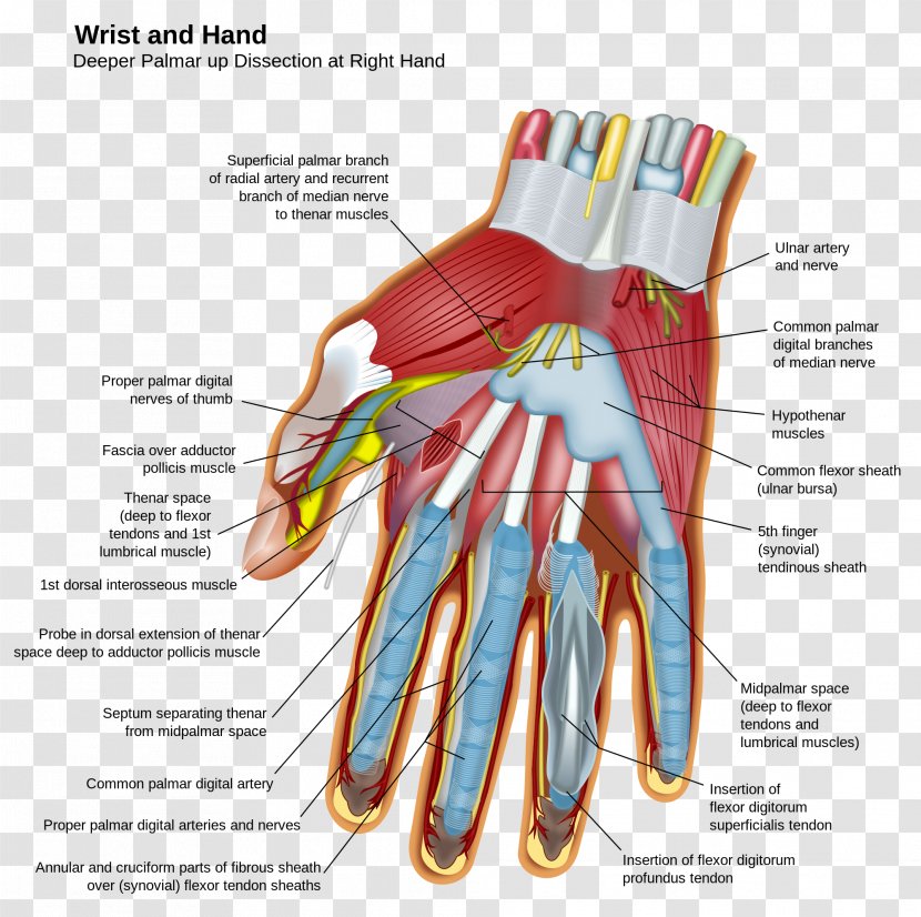 Hand Wrist Carpal Bones Anatomy Finger - Heart Transparent PNG
