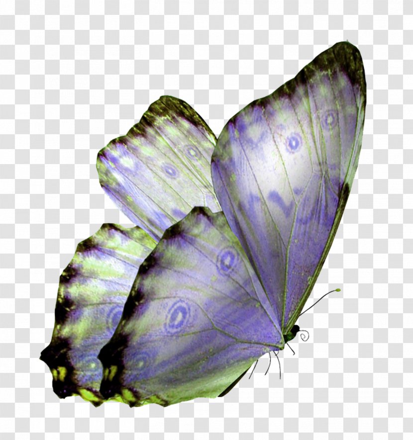 Butterfly Clip Art Image Psd - Leaf Transparent PNG